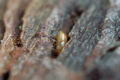 Pityogenes chalcographus