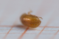 Pityogenes chalcographus