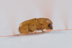 Pityogenes chalcographus