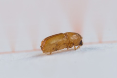 Pityogenes chalcographus
