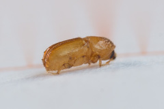 Pityogenes chalcographus