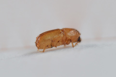 Pityogenes chalcographus