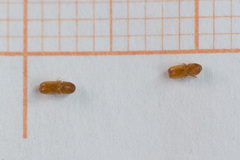 Pityogenes chalcographus