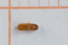 Pityogenes chalcographus