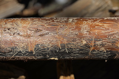 Pityogenes chalcographus