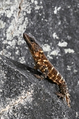 Van Dam's Girdled Lizard photo 1