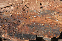 Pityogenes chalcographus