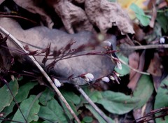 Staurogyne concinnula