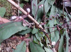 Staurogyne concinnula
