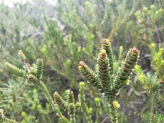Baeckea imbricata