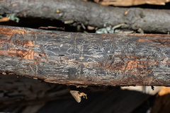 Pityogenes chalcographus