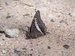 Charaxes saturnus