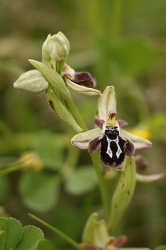 Ophrys cretica, photograph 5