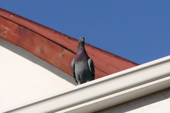 Columba livia domestica