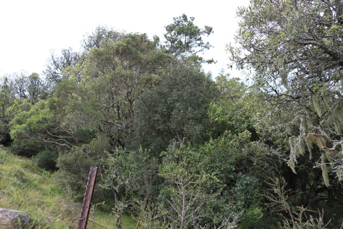 Olinia emarginata (Olinia emarginata)