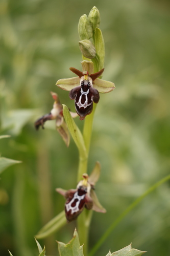 Ophrys cretica, photograph 4