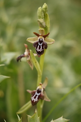 Ophrys cretica, photograph author not stated, no rights reserved