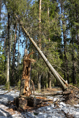 Pityogenes chalcographus