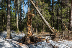 Pityogenes chalcographus