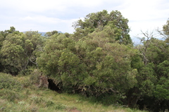 Olinia emarginata, photograph (c) Tony Rebelo, some rights reserved (CC BY-SA)