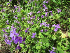 Orychophragmus violaceus