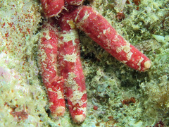 Cistina columbiae