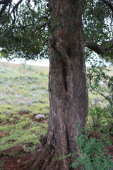 Scolopia mundii