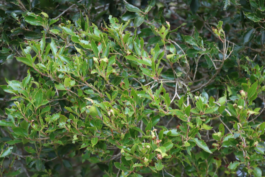 Scolopia mundii; photograph (c) Tony Rebelo, some rights reserved (CC BY-SA)