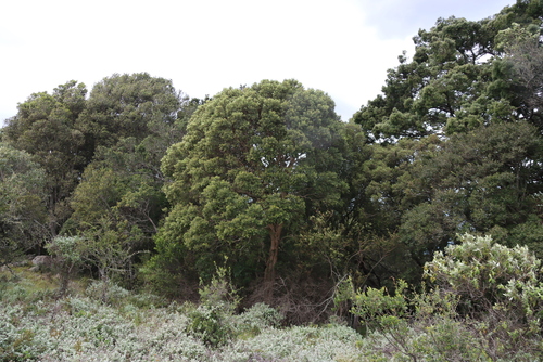 Olinia emarginata, photograph 4