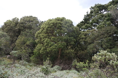 Olinia emarginata, photograph (c) Tony Rebelo, some rights reserved (CC BY-SA)