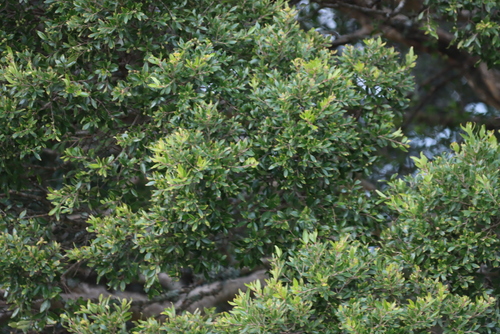 Olinia emarginata, photograph 5