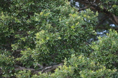 Olinia emarginata, photograph (c) Tony Rebelo, some rights reserved (CC BY-SA)
