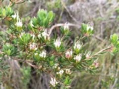 Darwinia leptantha
