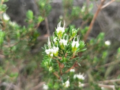 Darwinia leptantha