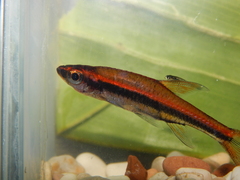 Glowlight Rasbora photo 2