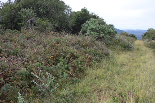 Rubus rigidus, photograph 5