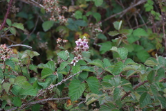 Rubus rigidus, photograph (c) Tony Rebelo, some rights reserved (CC BY-SA)