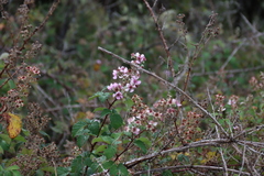 Rubus rigidus, photograph (c) Tony Rebelo, some rights reserved (CC BY-SA)