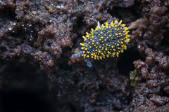 Holacanthella paucispinosa