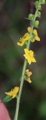 (c) Tony Rebelo, some rights reserved (CC BY-SA) Agrimonia bracteata, photograph (c) Tony Rebelo, some rights reserved (CC BY-SA)