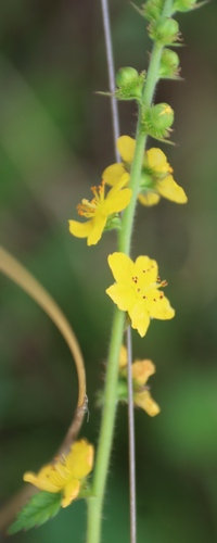 Agrimonia bracteata, photograph 2