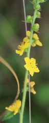 (c) Tony Rebelo, some rights reserved (CC BY-SA) Agrimonia bracteata, photograph (c) Tony Rebelo, some rights reserved (CC BY-SA)