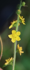 Agrimonia bracteata