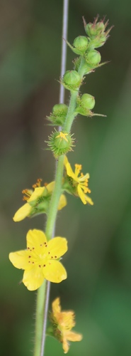 Agrimonia bracteata, photograph 3