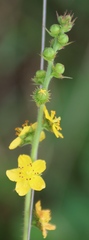 (c) Tony Rebelo, some rights reserved (CC BY-SA) Agrimonia bracteata, photograph (c) Tony Rebelo, some rights reserved (CC BY-SA)
