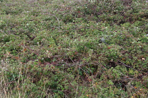 Rubus rigidus, photograph 2