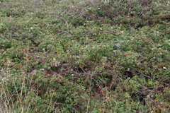 Rubus rigidus, photograph (c) Tony Rebelo, some rights reserved (CC BY-SA)
