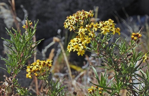 Senecio clivicola, photograph 6