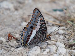 Charaxes saturnus