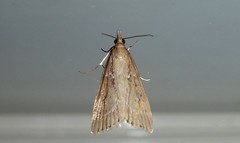 Eudonia octophora